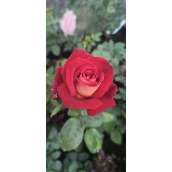 Róża szczepiona NA PNIU QUEEN OF RED